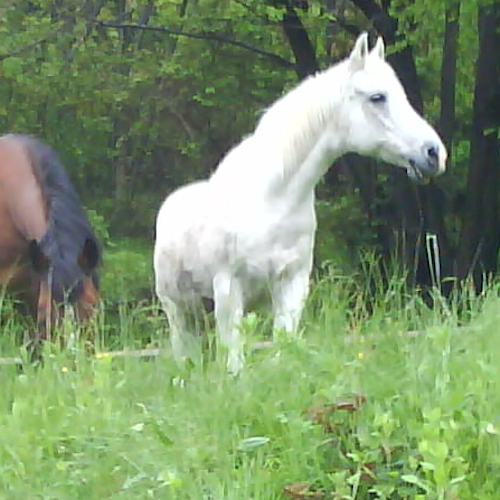 Nadir